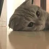 dyjdlgvqhaqz