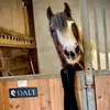 daleandcharlie