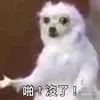 zhang_cf