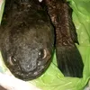 syndrominfo