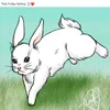 bunnycottontails62