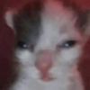 meowmeow20071