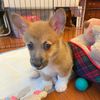 charlesdwiddle