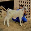saadjutt_khanewal