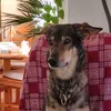 schnonja