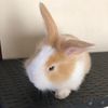lopierabbit_