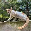 chechemycat