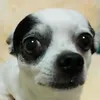 g695460271