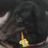 thedogwhitanecklace