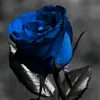 blurose7n7