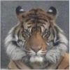 tiger19511