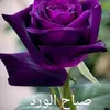 rana_34_ima