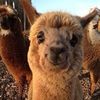 im.an.alpaca