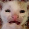 catgirlkin