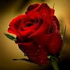 user7418315052617