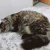 queenemybikykoki