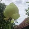 gau_tiu