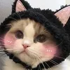 meohoctiengtrung12