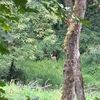 mr.deerwisper
