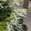 vh_616