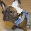 206_frenchies