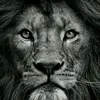 lion123lion4