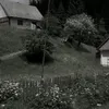 tiwed_