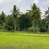 gafq2