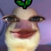 febrirhmtssnyh