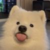 _kokikidae