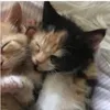 catwaffle..delilah