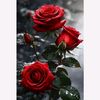 marwaibrahim125