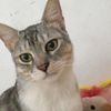 midas_4590