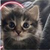 lilahbuildabear
