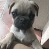 pugoreosito