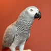 Dex.theafricangrey