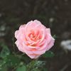 um_7amani
