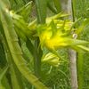 rupandehi.dragonfruit