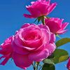burrerfyflower