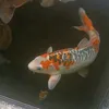 kenji._.yamamoto