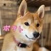 poteto_shibainu