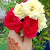 md.humayun2561