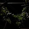 muguet_des_jardins