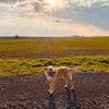 milesthewonderdog1