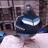 chorny_misha