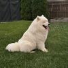 chewie_chubby_lumi_life