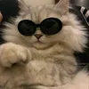 hihi_meow