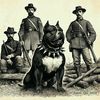bull.dog3010