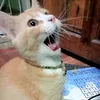 nam_123466