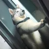 caocaongaongao